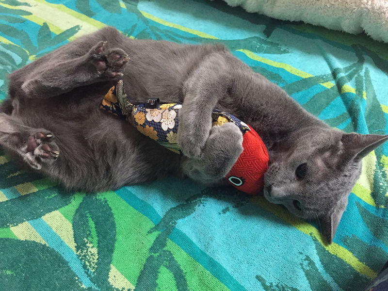 片倉真二の愛猫 はむくん