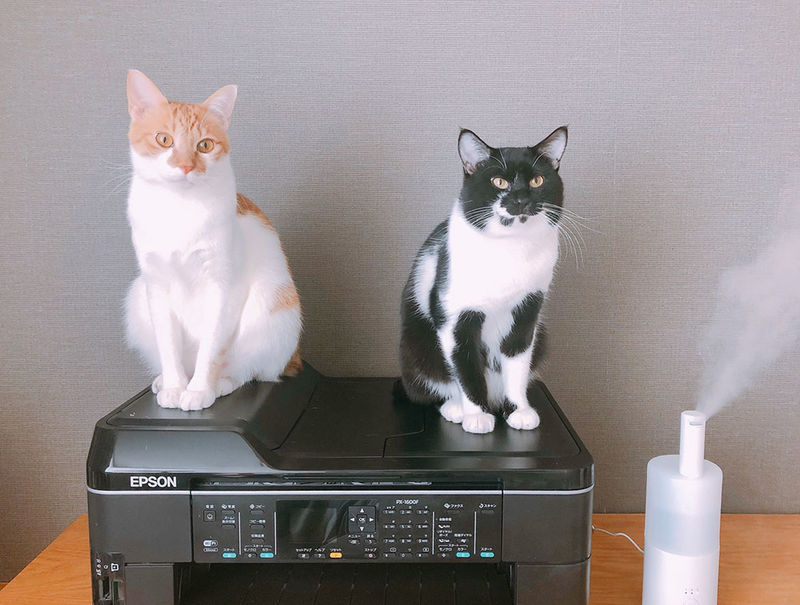 宝井理人の愛猫 もなかくんとおはぎくん